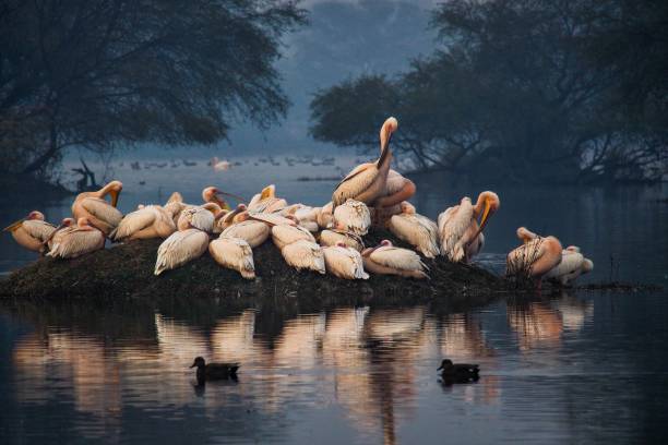 Pelicans in Keoladeo National Park, Bharatpur, Rajasthan, India Pelicans in Keoladeo National Park, Bharatpur, Rajasthan, North India keoladeo stock pictures, royalty-free photos & images