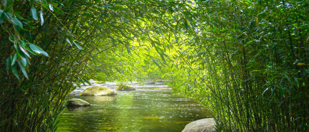 bambus und wasser in idyllischer landschaft - bamboo green frame sparse stock-fotos und bilder
