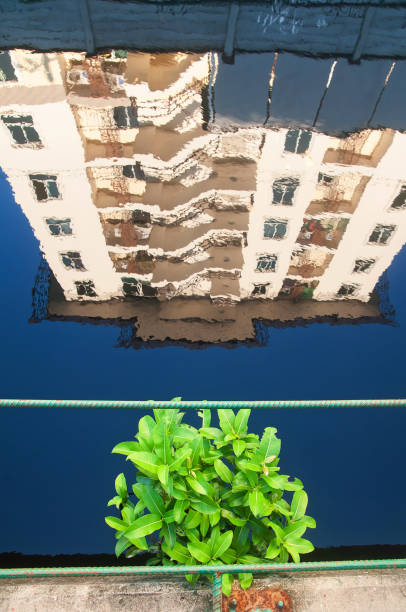 A green spot in urban city, high angle view of a little green tree over blue canal, residential building reflecting on surface of blue water. Earth day concept.