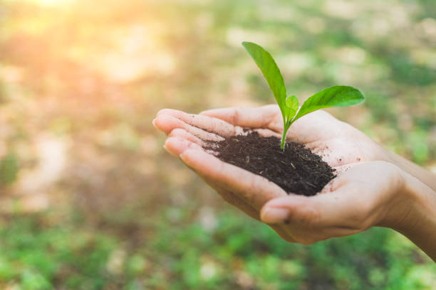 istock World Environment Day concept. Hand holding plant. 1151809682