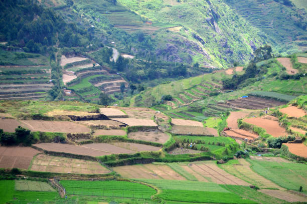 istock Green terraced fields in Poombarai 1151809730