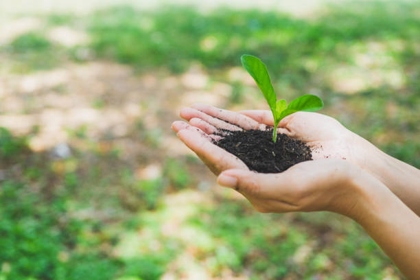 istock World Environment Day concept. Hand holding plant. 1151810047
