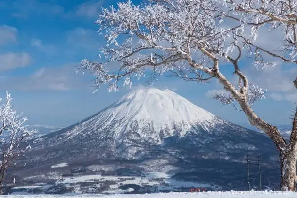 Frozen trees on a cold day with volcano mountain in background