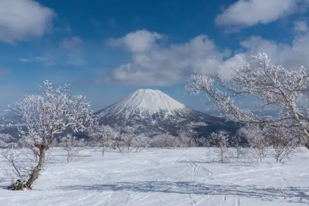 Frozen trees with volcano - Mount Yotei - in the background during Winter