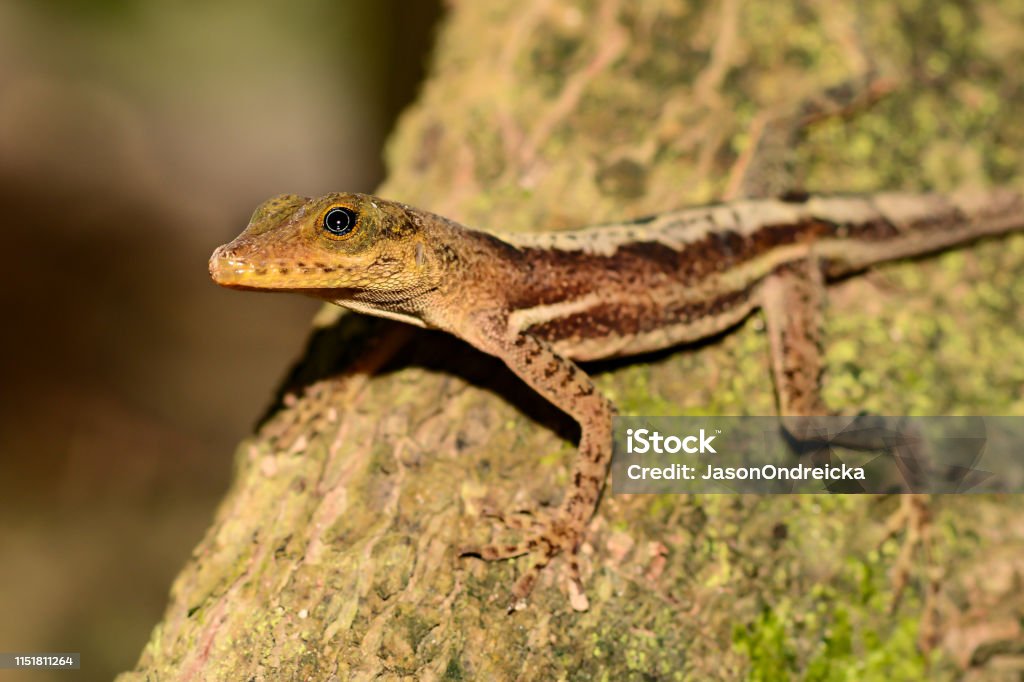 St. Lucia Anole A close up of a St. Lucia Anole in the tropical rain forest Animal Stock Photo