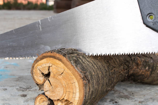 istock Sawing logs with a hand saw in the backyard. Close up. 1151812831