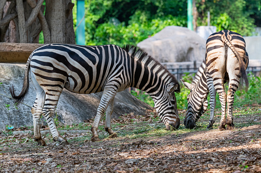 Male and female zebras feeding on grass