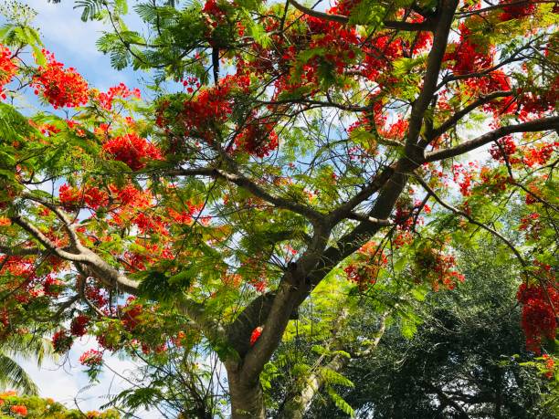 istock close up tropical tree covered with red blossoms 1151814281
