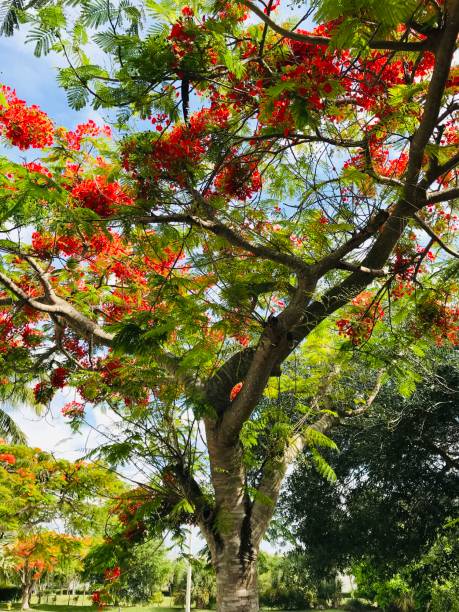 istock close up tropical tree covered with red blossoms 1151814316