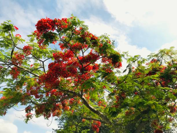 istock close up tropical tree covered with red blossoms 1151814356