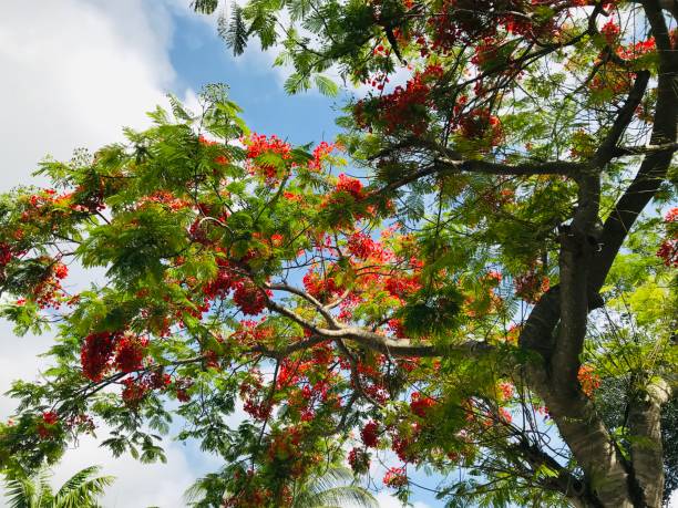 istock close up tropical tree covered with red blossoms 1151814420