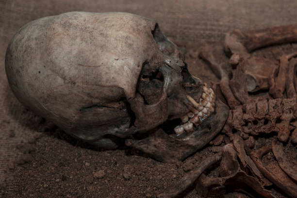 istock Ancient human skeleton. history of antiquities, archaeology, 1151817065