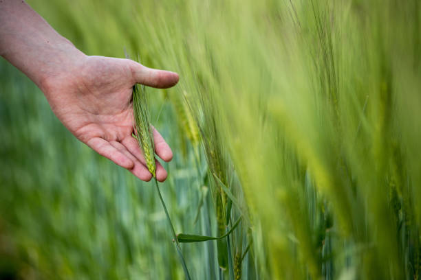 istock Cornfield in spring: Farmer's hand is touching green wheat ears 1151817423