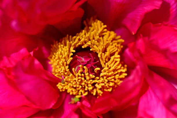 istock Peony Flower / Paeonia suffruticosa 1151817500