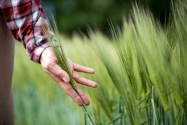 istock Cornfield in spring: Farmer's hand is touching green wheat ears 1151817520