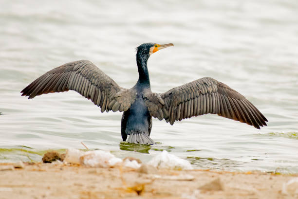 istock Great Black Cormorant...Scientific name: Phalacrocorax carbo 1151817595