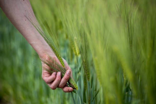 istock Cornfield in spring: Farmer's hand is touching green wheat ears 1151817604