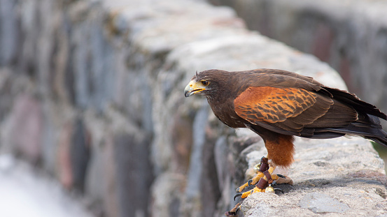 Harris´s Hawk seen from profile standing on the edge of a stone wall. Scientific name: Parabuteo unicinctus
