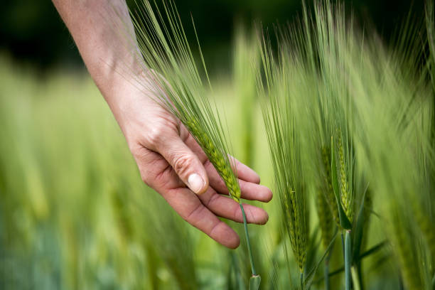 istock Cornfield in spring: Farmer's hand is touching green wheat ears 1151818391