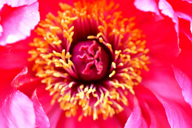 istock Peony Flower / Paeonia suffruticosa 1151818412
