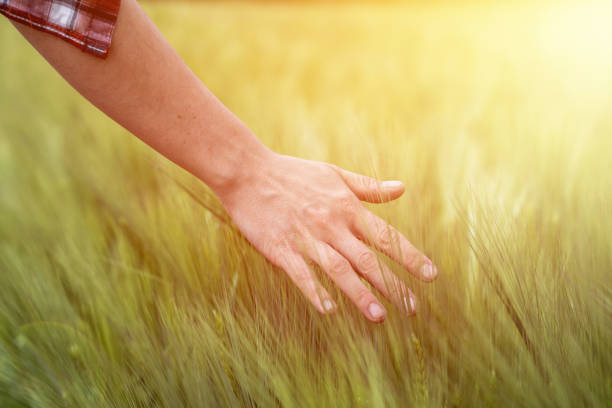 istock Cornfield in spring: Farmer's hand is touching green wheat ears 1151818438