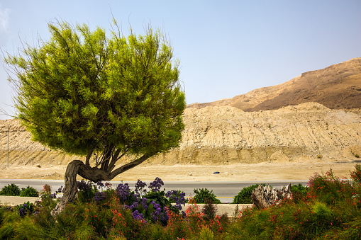 Trees and flower gardens along the shore of the Dead Sea. Israel, spring. The concept of ecological and medical tourism