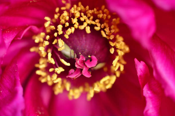 istock Peony Flower / Paeonia suffruticosa 1151820401