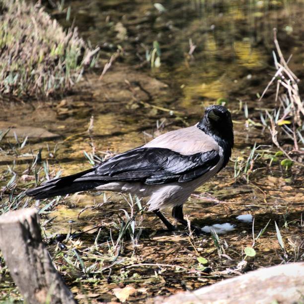 istock A picture of a Hooded Crow in Jerusalem 1151820607