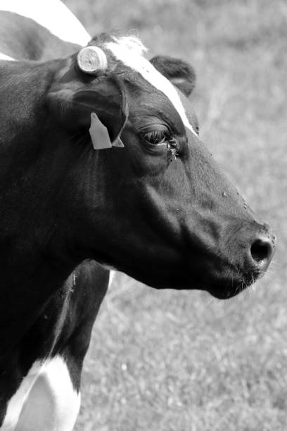 A black cow with horns cut in Wallonia in the middle of the countryside