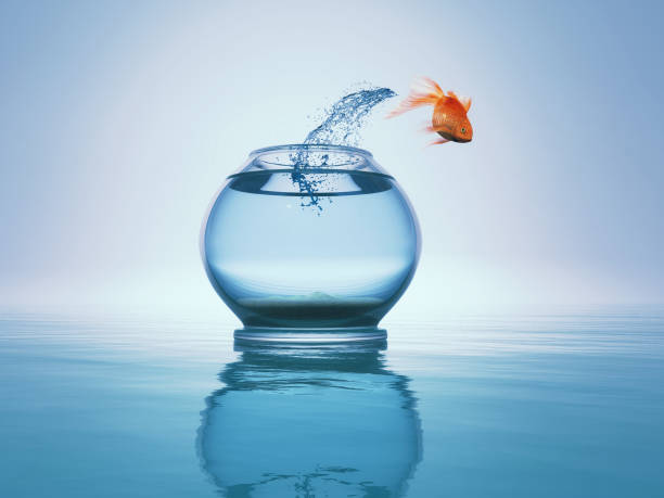 goldfish skakać z miski do morza. jest to renderowanie 3d - freedom fish water jumping zdjęcia i obrazy z banku zdjęć