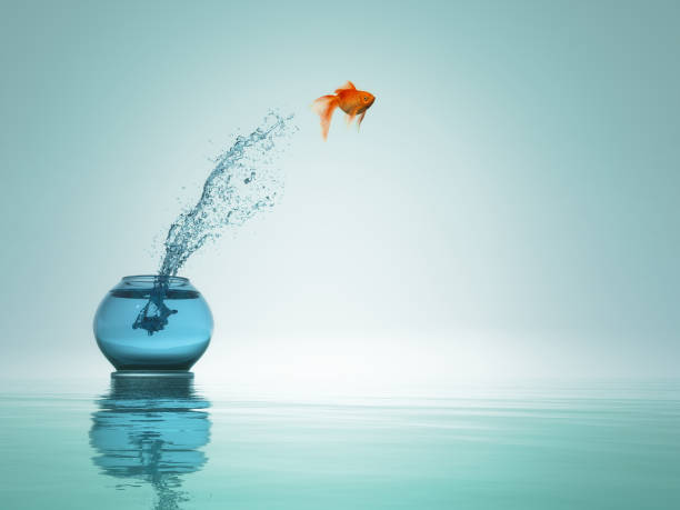 o goldfish salta da bacia ao mar. este é um render 3d - freedom fish water jumping - fotografias e filmes do acervo