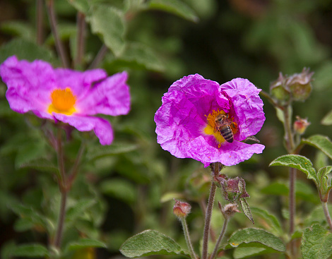 Bee on the flower