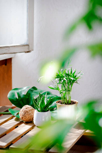 istock Succulent plants aloe and palm in different pots 1151823260