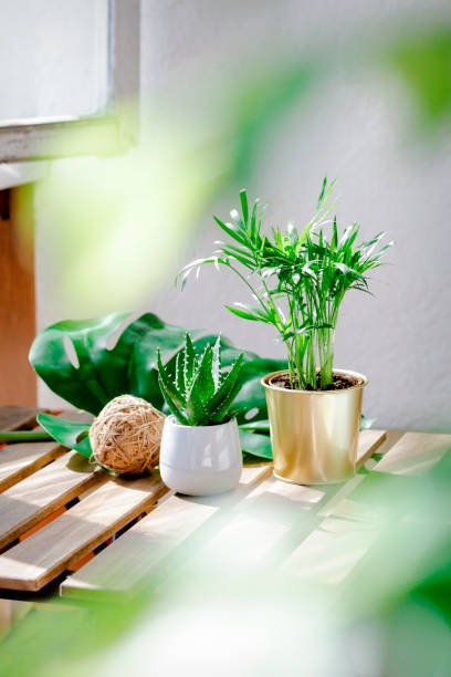 istock Succulent plants aloe and palm in different pots 1151823300