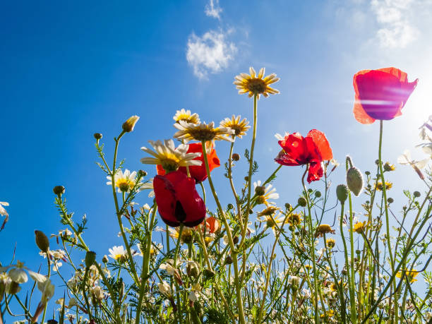 istock Bright red poppies backlit in poppy field. 1151823355