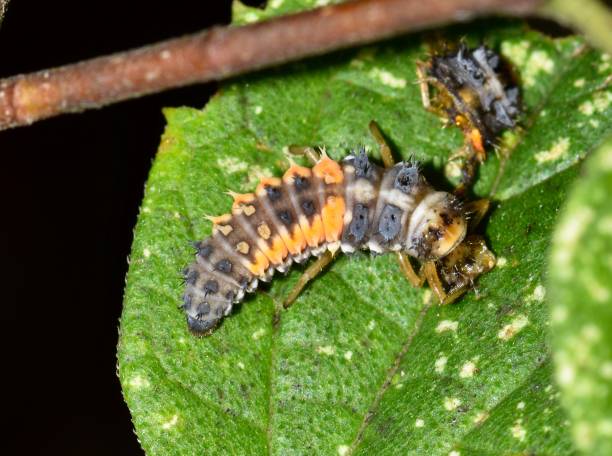 istock Asian lady beetle larva cannibalizing another. 1151824916