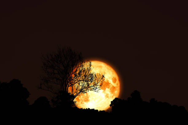 istock Full flower Moon back silhouette dry branch tree 1151825020