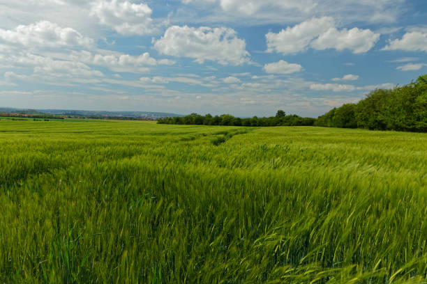 istock Landscape near Erfurt in spring 1151825325