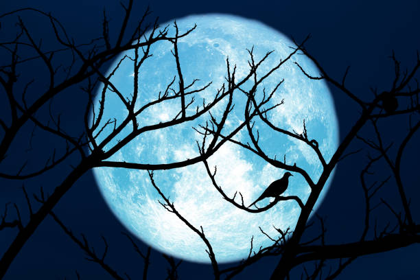 istock Full Corn Planting Moon back silhouette dry branch and bird on tree 1151826204