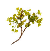 junges-spross-eines-ahornzweigs.jpg?b=1&s=170x170&k=20&c=YRpxFj-oAlCeU9td4EtEC_Mi6tGfuKhxUXX6vzxHfNg=