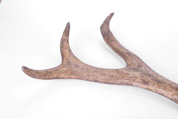 istock One part of dear antlers on the white 1151826563
