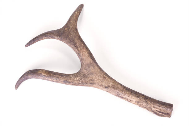istock One part of dear antlers on the white 1151826740