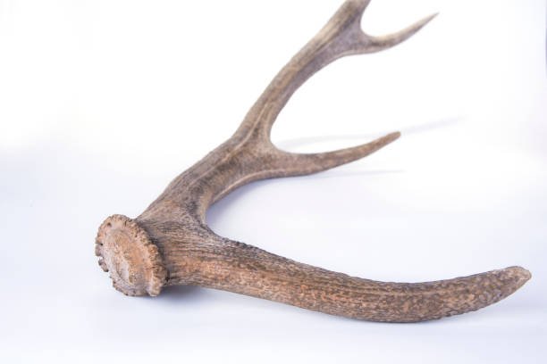 istock One part of dear antlers on the white 1151826984