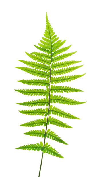 istock Green fern isolated on white background. 1151827119