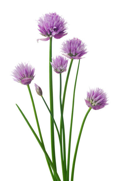 cebollino o allium schoenoprasum aislados en blanco. - chive allium flower cultivated herb fotografías e imágenes de stock