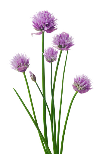 Chives or Allium schoenoprasum flowers isolated on white.