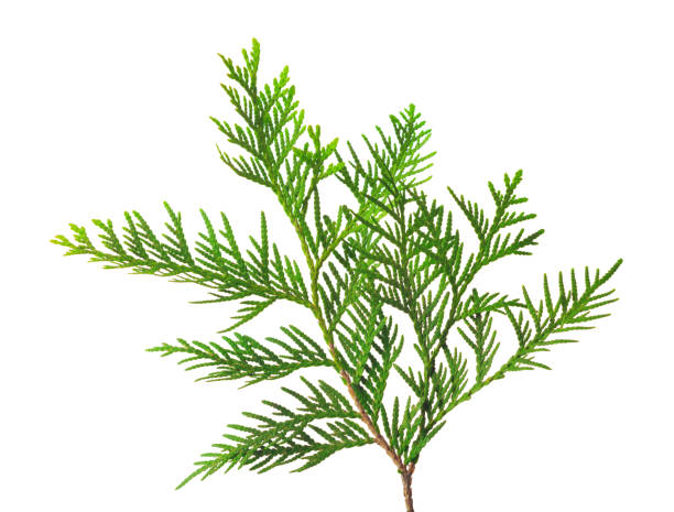 istock Young sprout of thuja or arborvitae isolated on white background. 1151828919