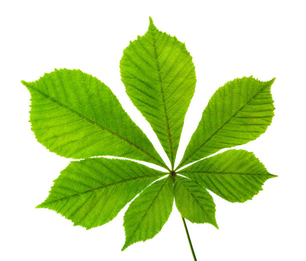 Horse chestnut leaf isolated on white background. stock photo