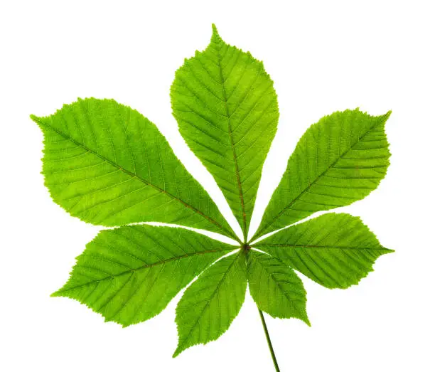 Photo of Horse chestnut leaf isolated on white background.