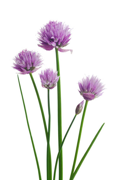 flores de cebollino o de allium schoenoprasum aisladas en blanco. - chive allium flower cultivated herb fotografías e imágenes de stock